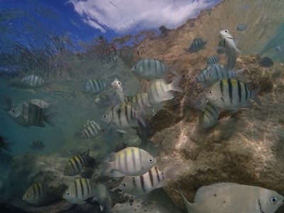 Atlantis vs Baha Mar: Ihr Bahamas-Urlaub in 2026 geplant?