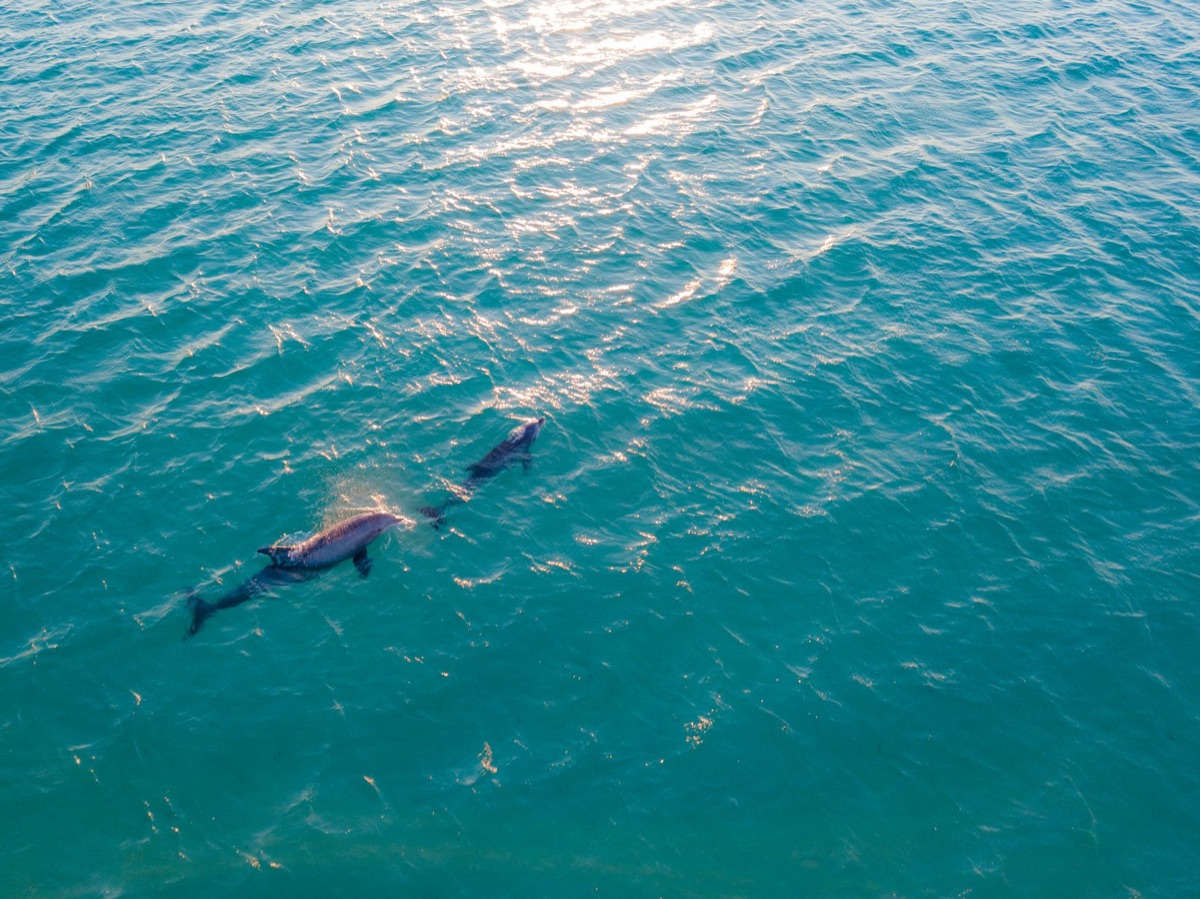 Delfin schwimmt in klarem Wasser