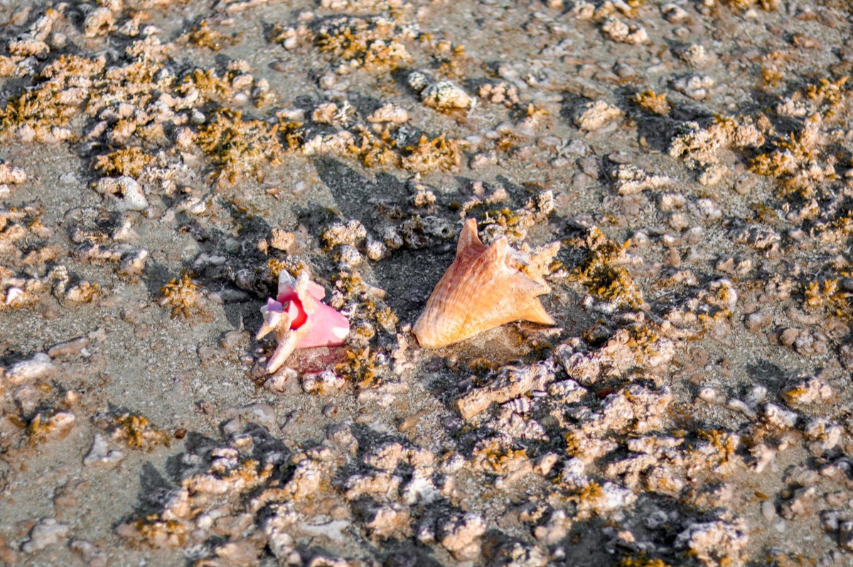 bahamian conch shell