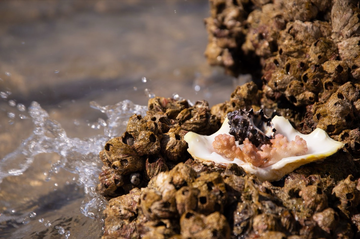 Plat de conch à la cuisine bahamienne
