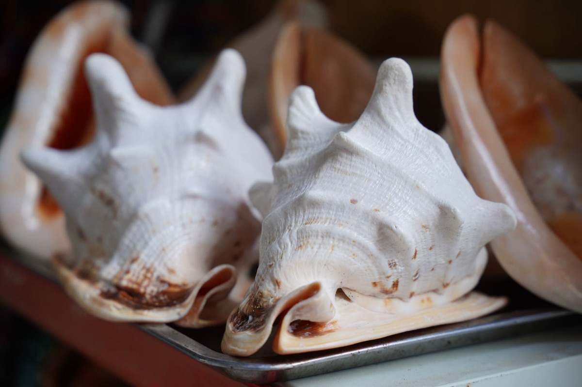 Bahamian conch dish with fresh ingredients