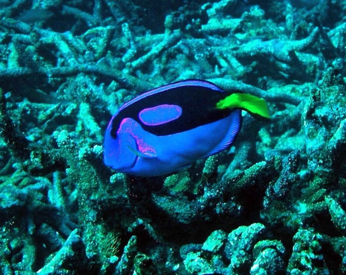ブルーホール周辺の珊瑚礁と魚
