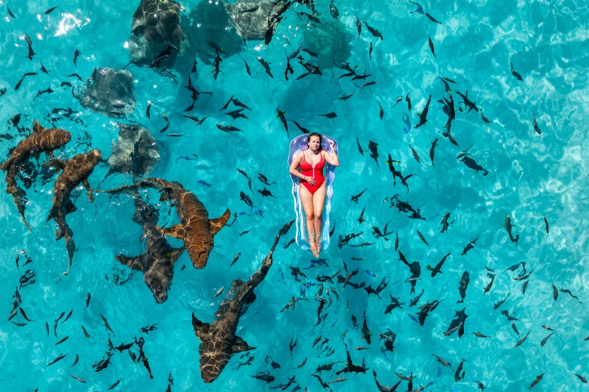 Shark and eagle ray in Bahamas Blue Hole