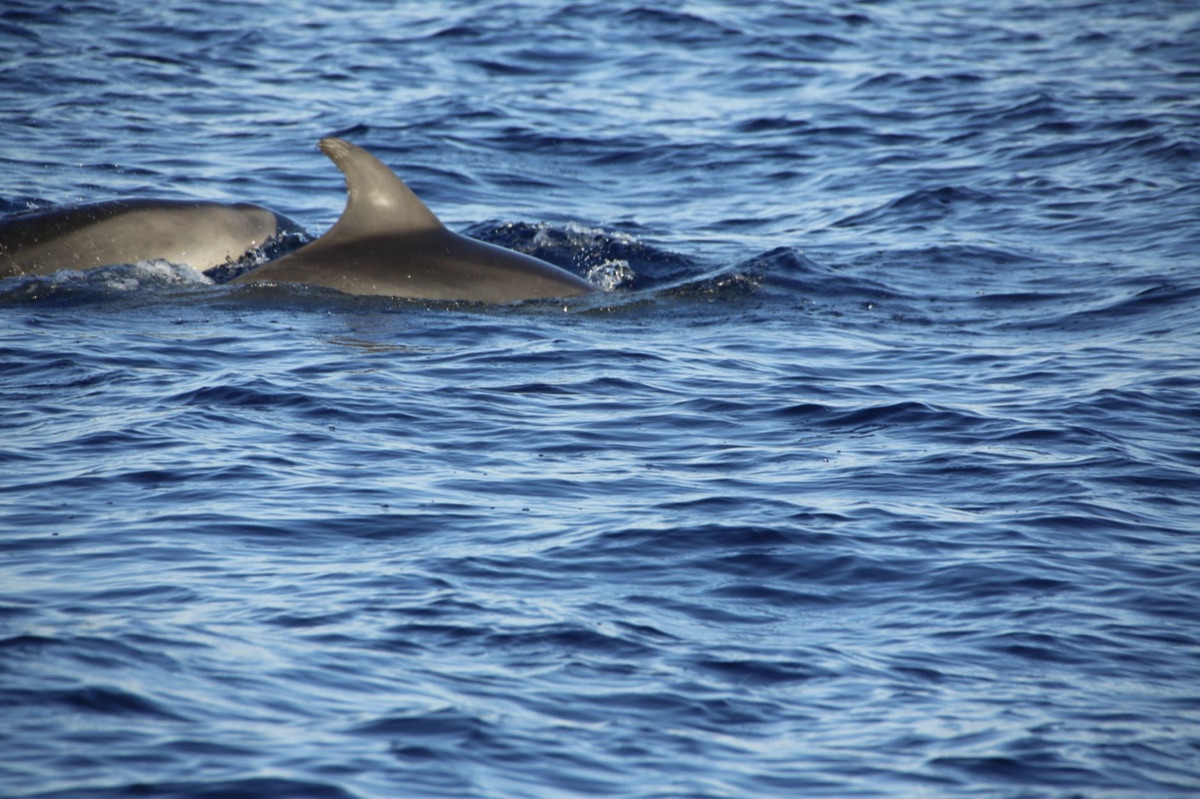 Delfini nei Bahama