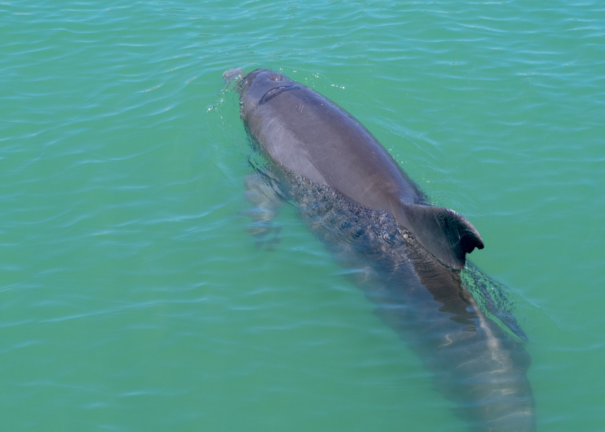 delfin nadando em água clara