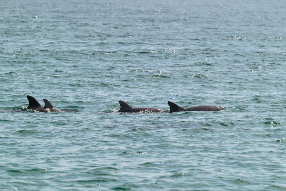 規劃巴哈馬行程：豬島、浮潛、釣魚三大活動比較完整指南