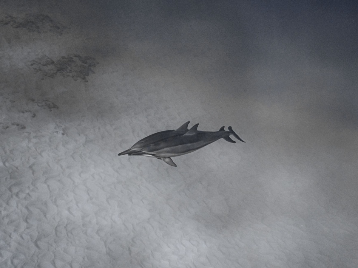 Dolphin swimming in clear blue water