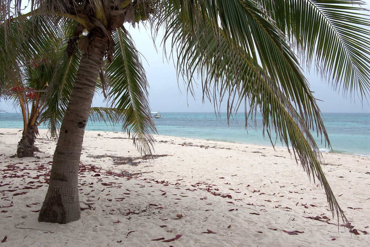 Tropischer Insel mit Palmen