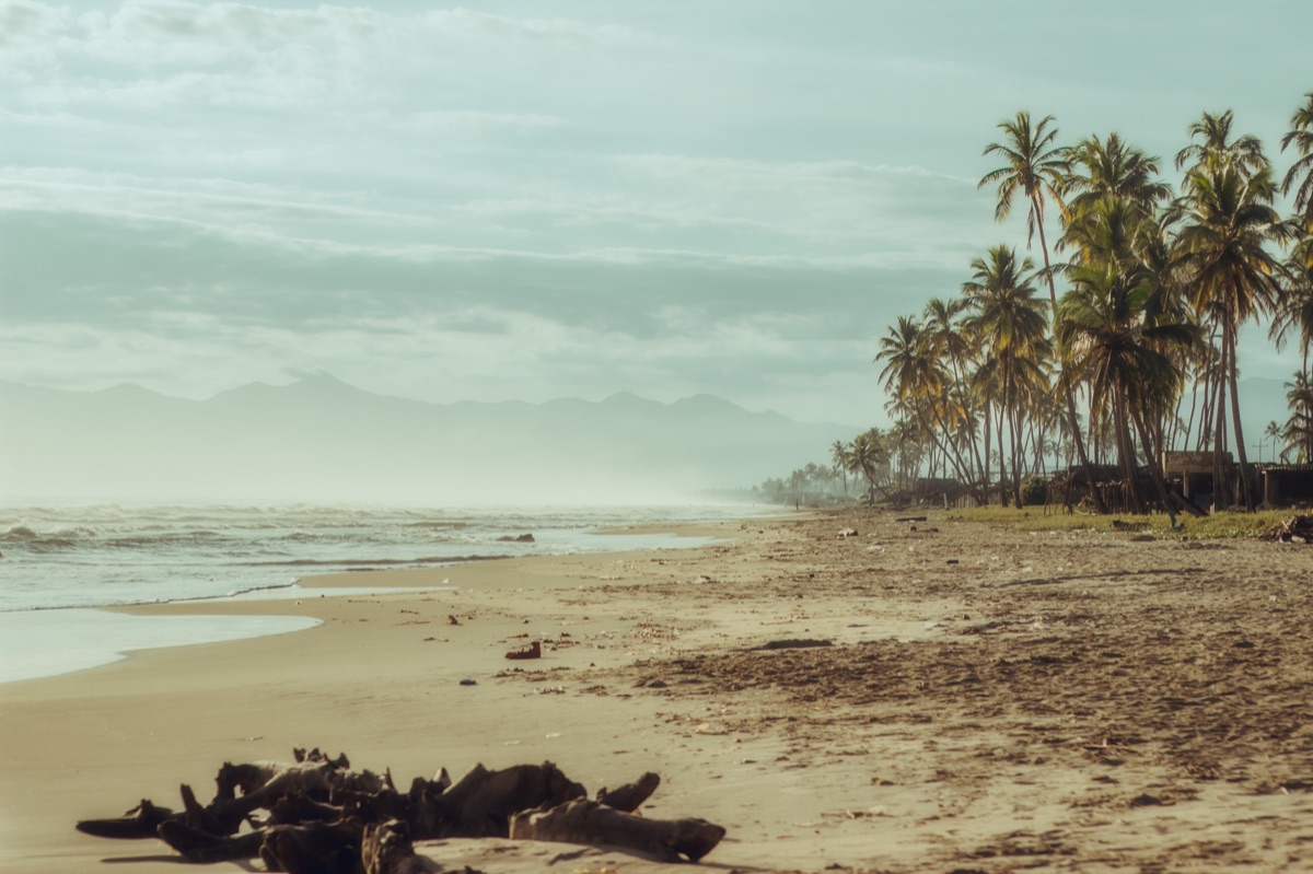 copa de palmeira em uma praia tropical