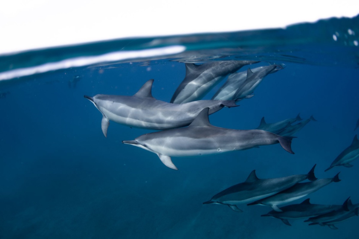 dolphin swimming in clear blue water