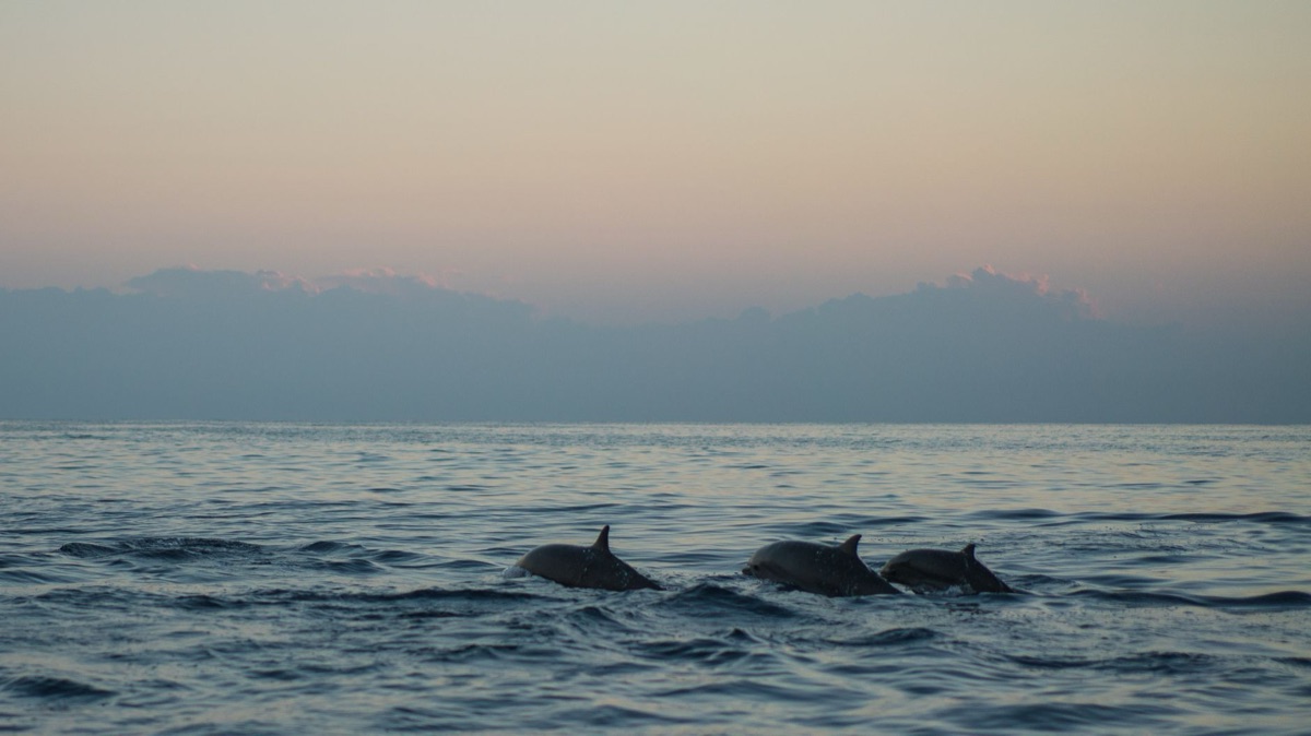 delfino che nuota vicino al nassau