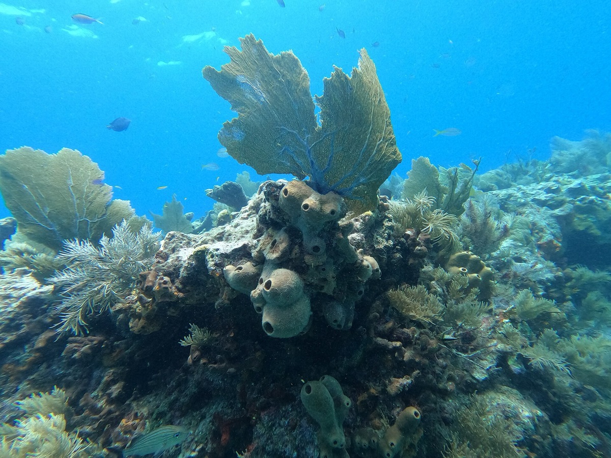 Coral reef with sponge