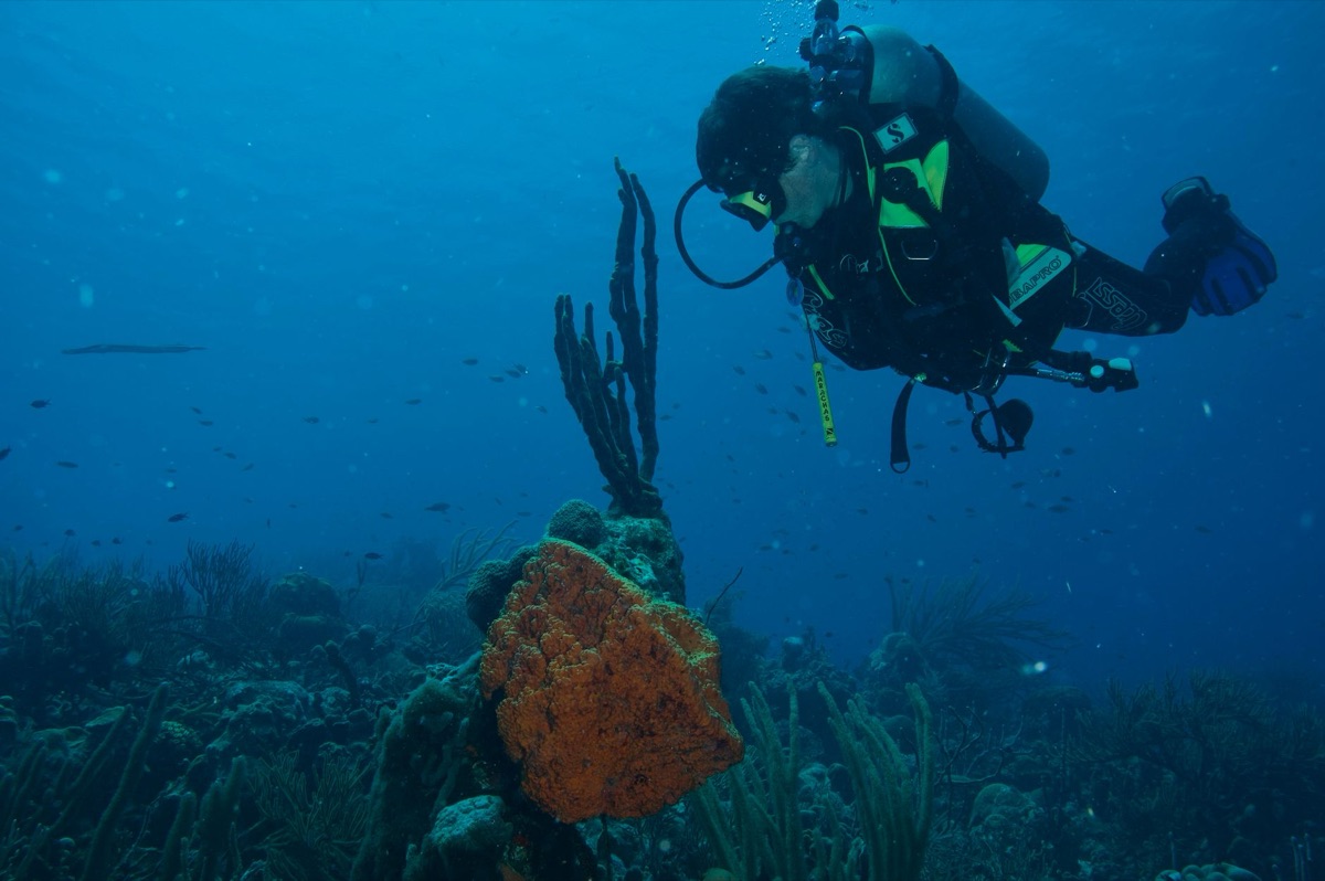 Sponge divers harvesting sponges on Andros Island, Bahamas