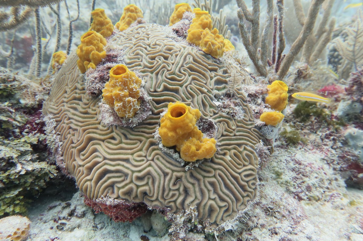 sponge in ocean near Andros Island