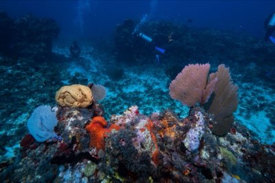 Spugne e Coralli: Andros, 60 Anni di Trasformazione Marina