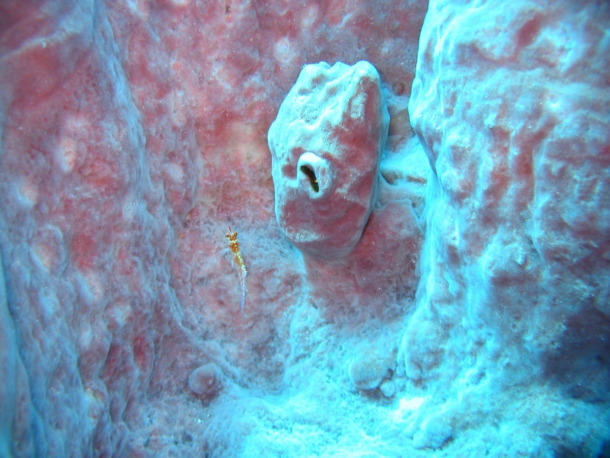 dolce vita in bahamas