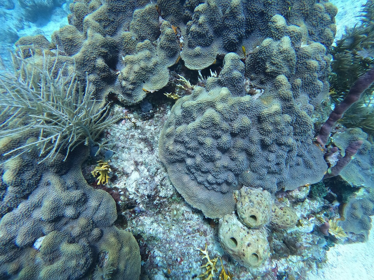 recifes com esponjas no mar